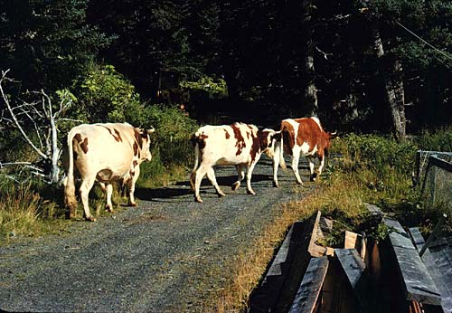 afognak-cows.jpg