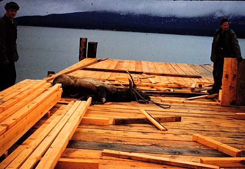 elk-on-dock.jpg